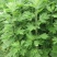 艾草种子艾叶香草四季遏草驱蚊阳台盆栽泡澡食用青团药用香艾