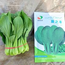 德赛夏季青菜种子耐热耐湿上海青青菜种子100克原装发货
