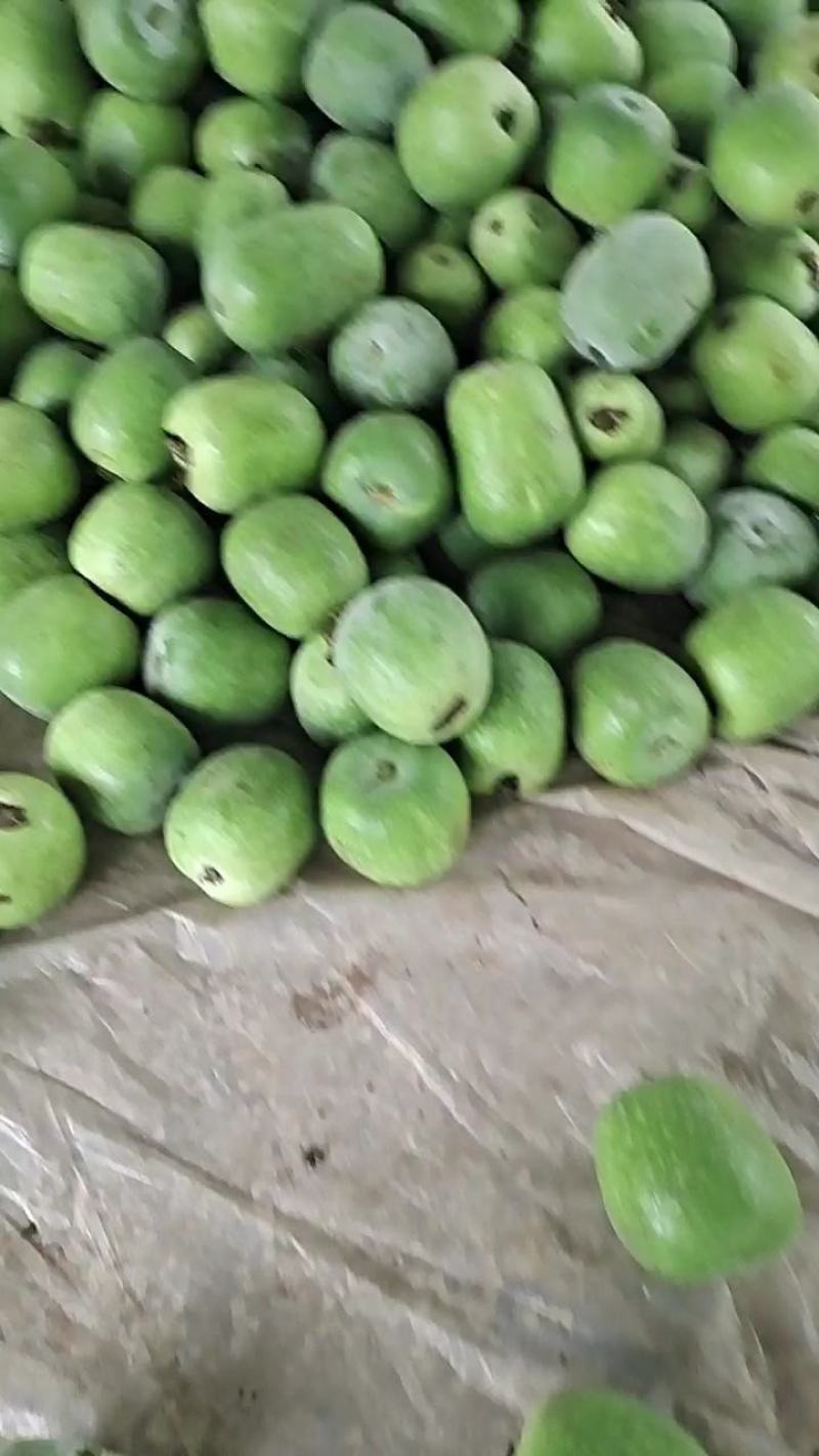 山东冬瓜，白皮冬瓜，吊冬瓜一串铃冬瓜大量上市欢迎来电