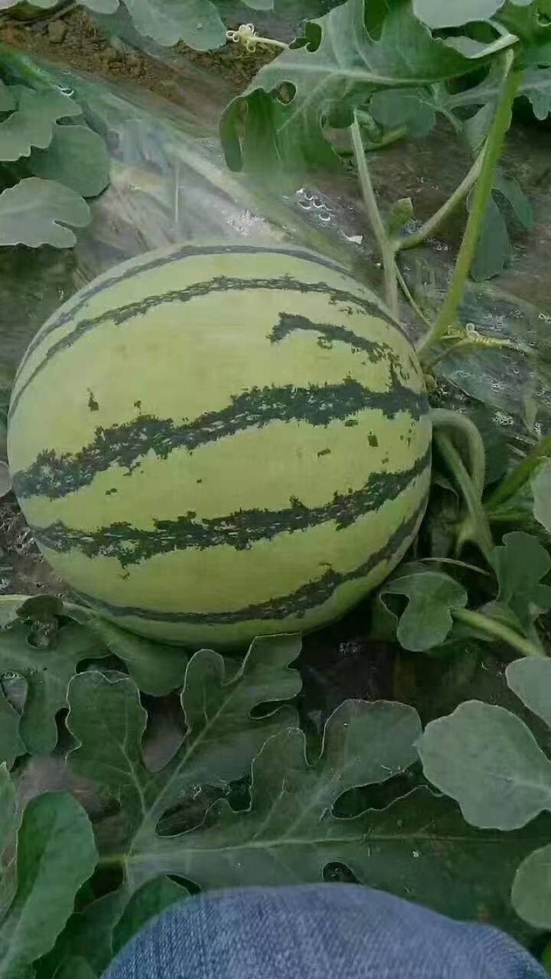 麒麟西瓜，河南开封麒麟西瓜，头茬好货价格实惠欢迎咨询