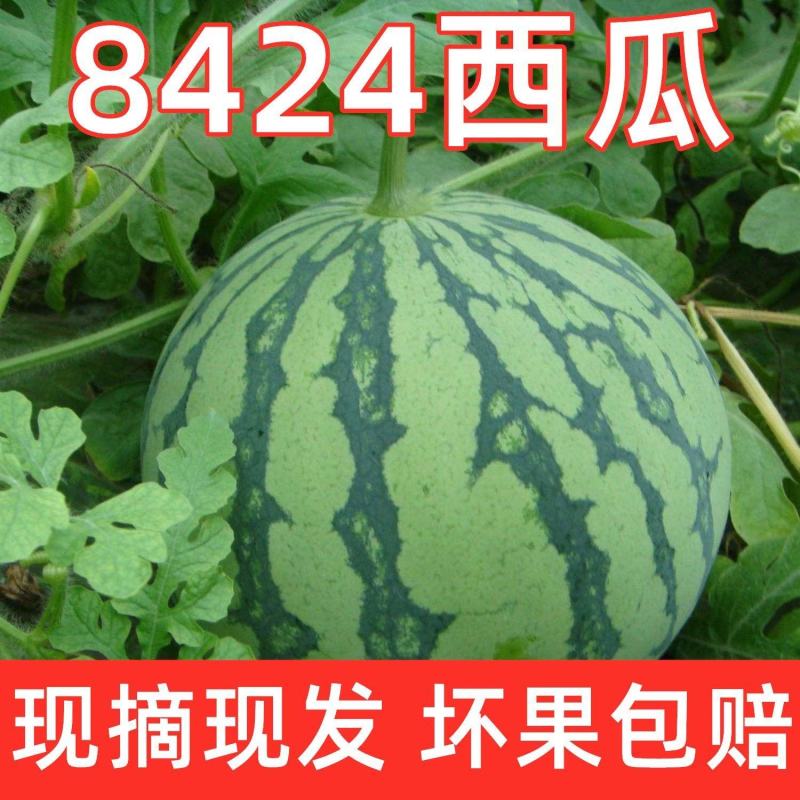 【优质商家】四川西瓜8424西瓜皮薄多汁基地直发一手货源