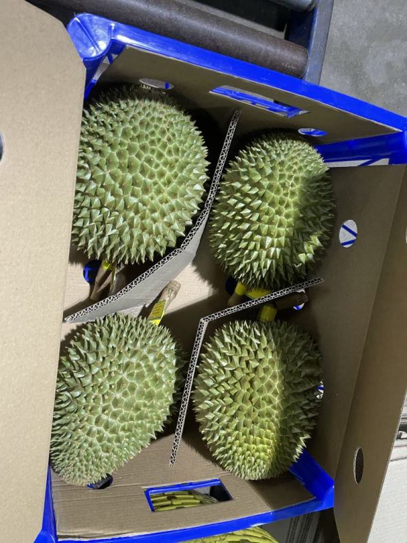 红沙土金枕头9kg2-3个505包邮
