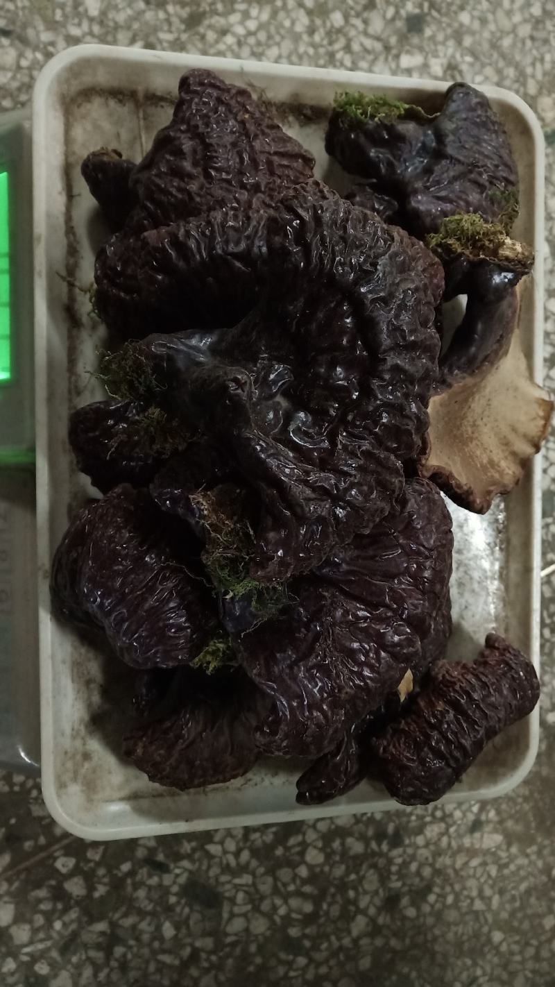 【源头好货】林下灵芝，赤灵芝紫灵芝，黑灵芝