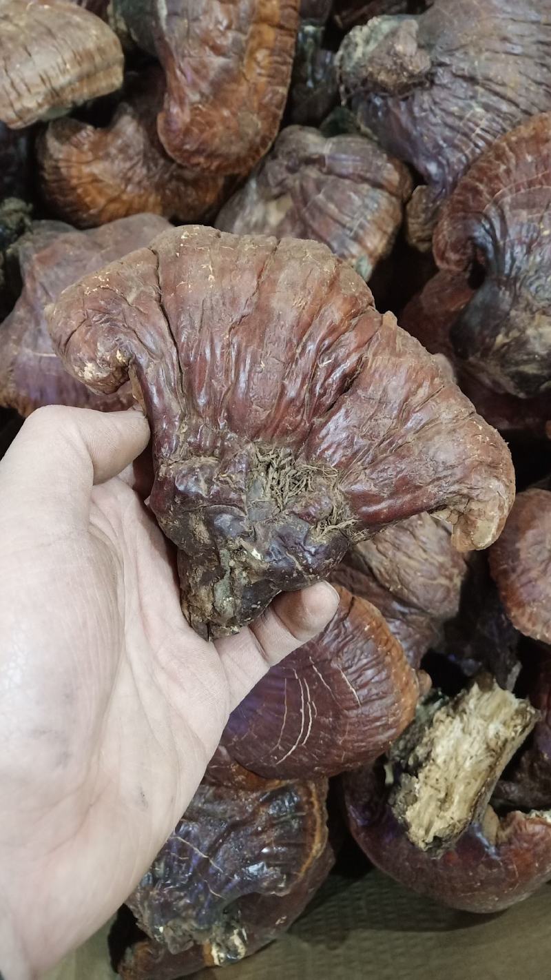 【源头好货】林下灵芝，赤灵芝紫灵芝，黑灵芝