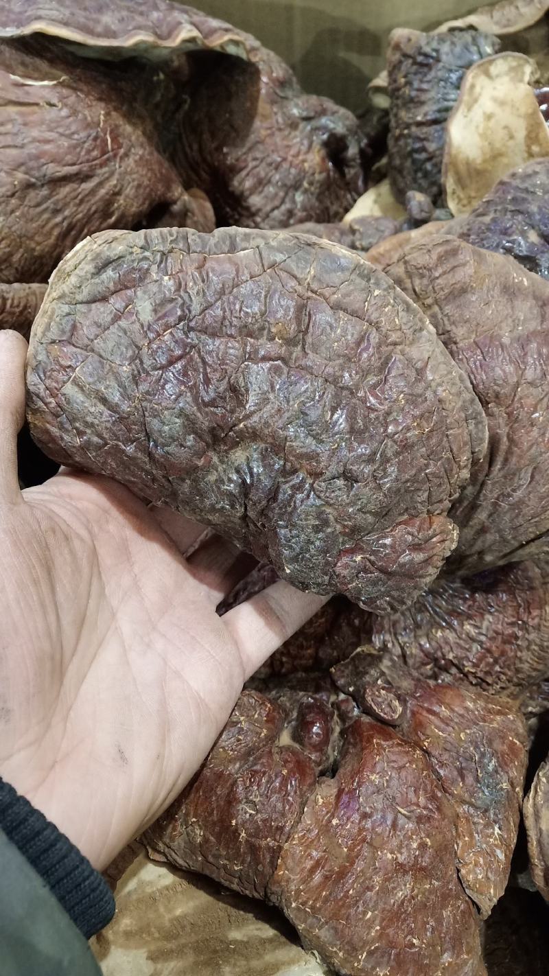 【源头好货】林下灵芝，赤灵芝紫灵芝，黑灵芝