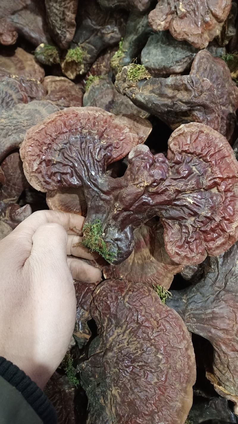 【源头好货】林下灵芝，赤灵芝紫灵芝，黑灵芝