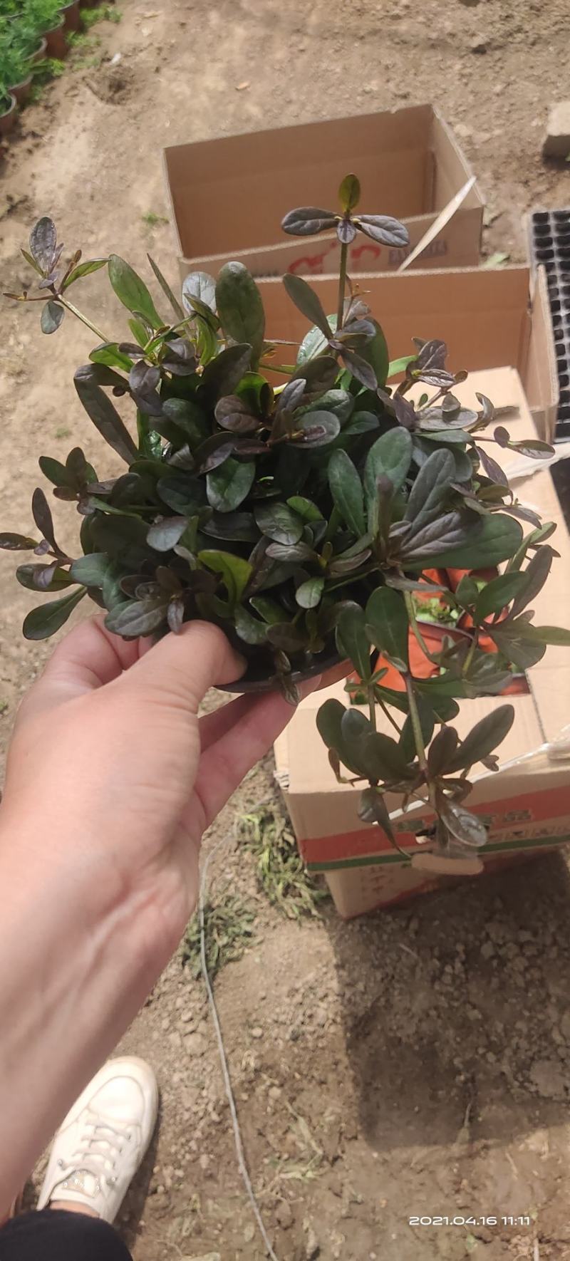 筋骨草