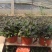 筋骨草