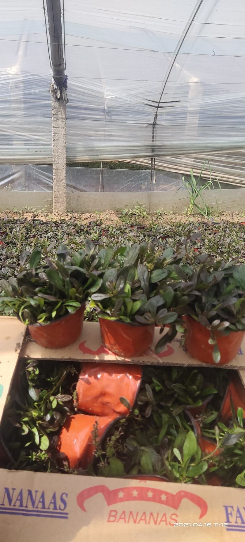 筋骨草