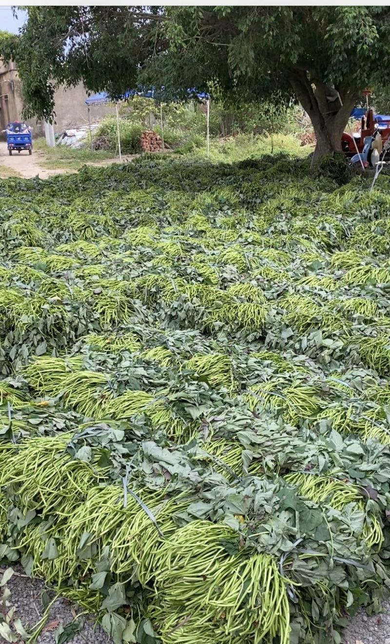大量大田苗西瓜红，桂京008，一点红红薯苗出售