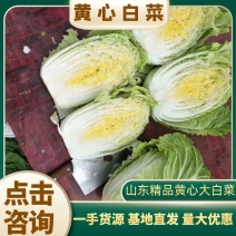 黄心白菜山东精品白菜，基地直供，产地全国，一条龙服务