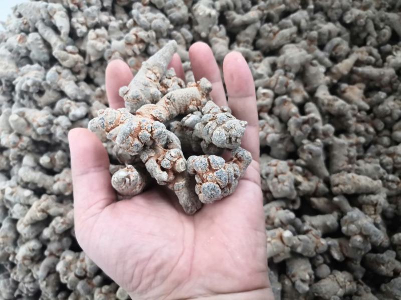 大量供应三七