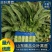 红叶香莴苣精品窝笋大量上市，电商货，市场货，欢迎下单