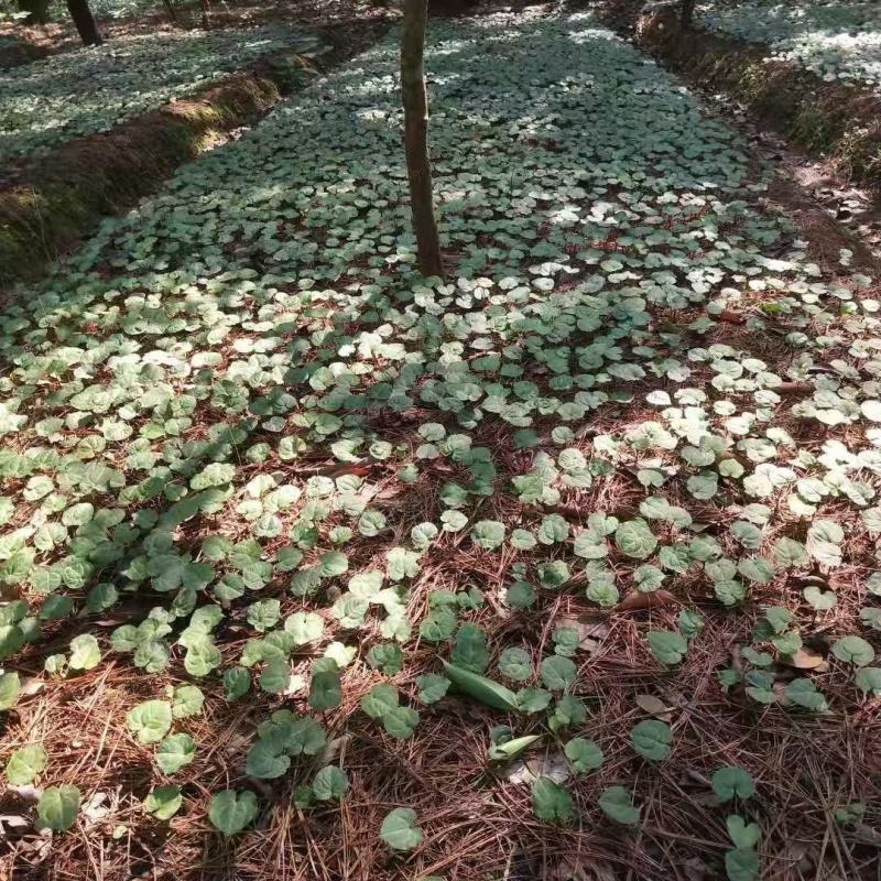 重楼苗子，自己基地，自己育苗