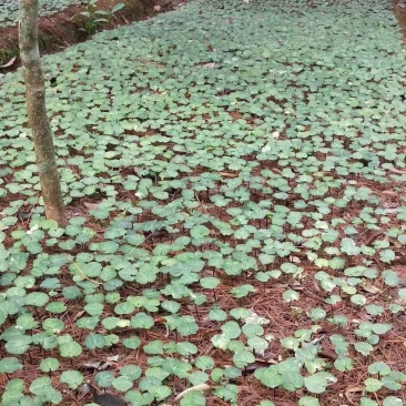 重楼苗子，自己基地，自己育苗