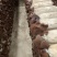 毛木耳大规模示范基地2022新季木耳食用菌黑木耳产地直销