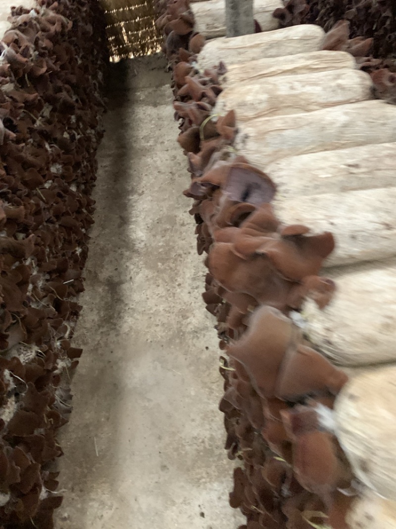毛木耳大规模示范基地2022新季木耳食用菌黑木耳产地直销
