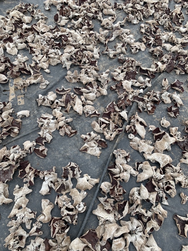 毛木耳大规模示范基地2022新季木耳食用菌黑木耳产地直销