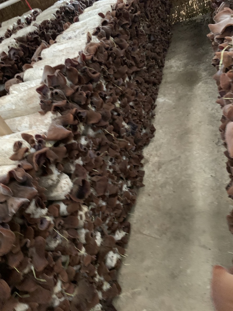 毛木耳大规模示范基地2022新季木耳食用菌黑木耳产地直销