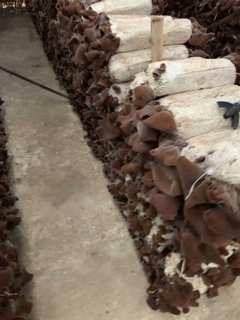 毛木耳大规模示范基地2022新季木耳食用菌黑木耳产地直销