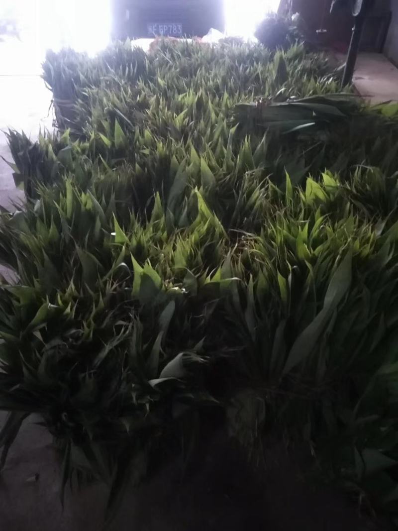 粽叶批发