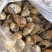 花螺批发印度冻凤螺印度螺花螺黄螺批发海鲜水产冻品批发