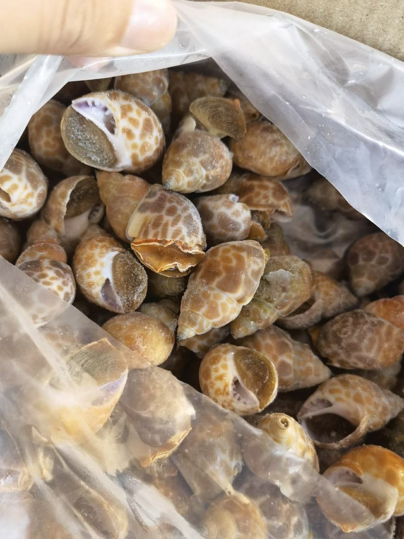 花螺批发印度冻凤螺印度螺花螺黄螺批发海鲜水产冻品批发