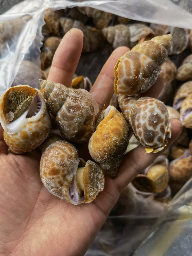 花螺批发印度冻凤螺印度螺花螺黄螺批发海鲜水产冻品批发