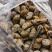 花螺批发印度冻凤螺印度螺花螺黄螺批发海鲜水产冻品批发