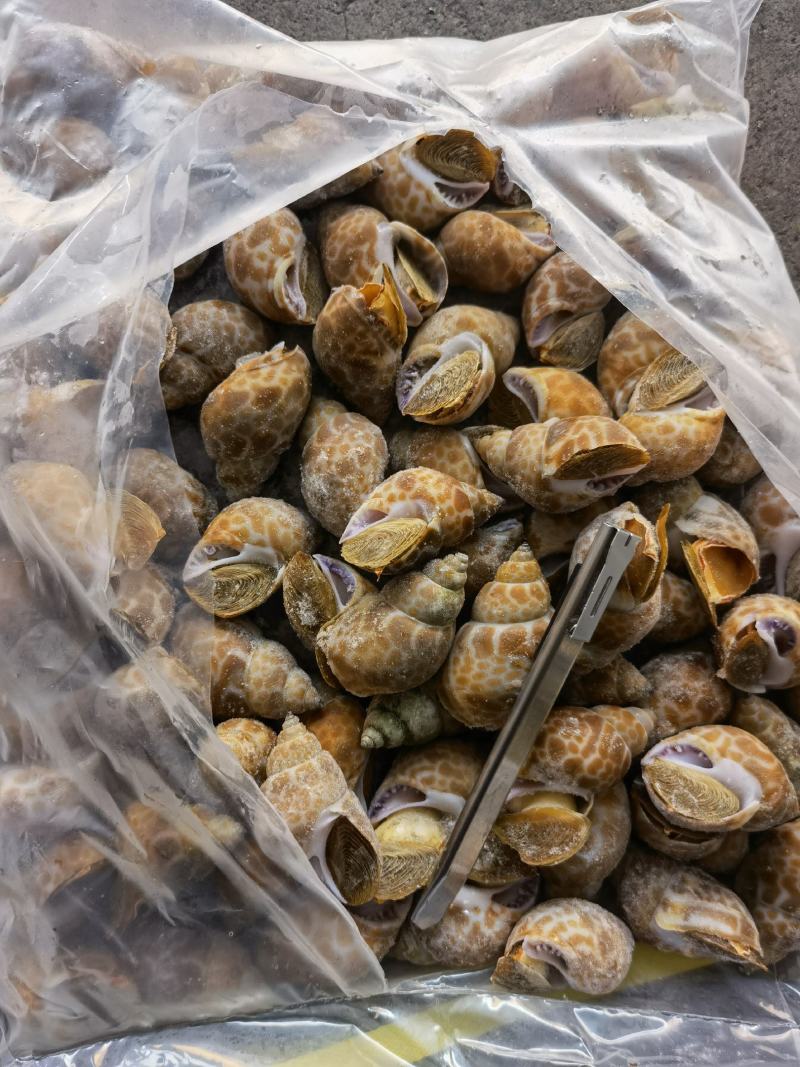 花螺批发印度冻凤螺印度螺花螺黄螺批发海鲜水产冻品批发