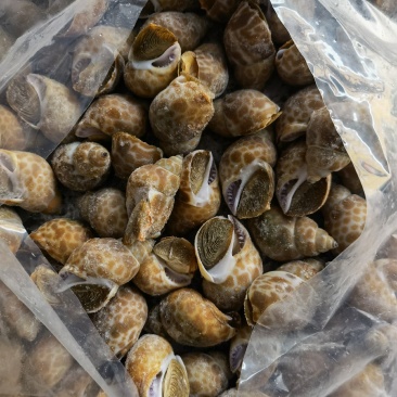 花螺批发印度冻凤螺印度螺花螺黄螺批发海鲜水产冻品批发