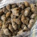 花螺批发印度冻凤螺印度螺花螺黄螺批发海鲜水产冻品批发