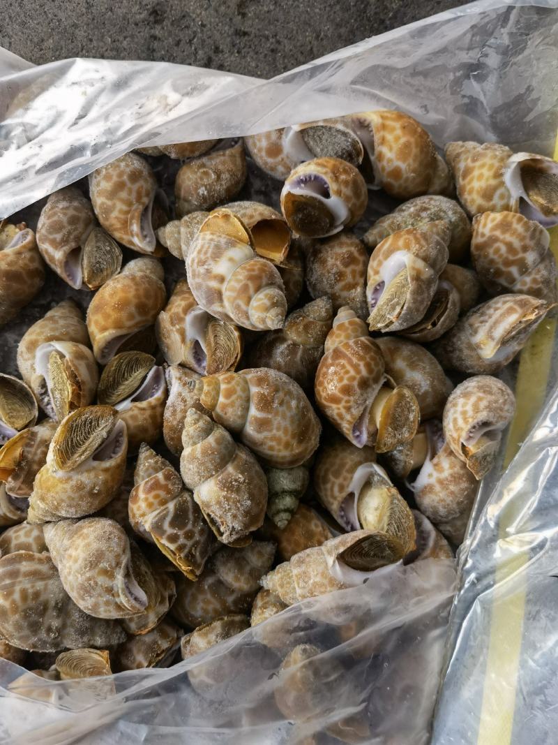 花螺批发印度冻凤螺印度螺花螺黄螺批发海鲜水产冻品批发