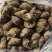 花螺批发印度冻凤螺印度螺花螺黄螺批发海鲜水产冻品批发