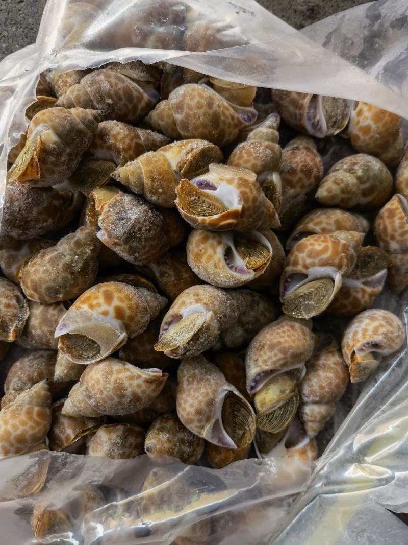花螺批发印度冻凤螺印度螺花螺黄螺批发海鲜水产冻品批发