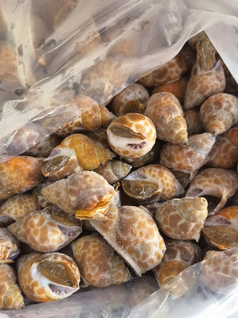 花螺批发印度冻凤螺印度螺花螺黄螺批发海鲜水产冻品批发