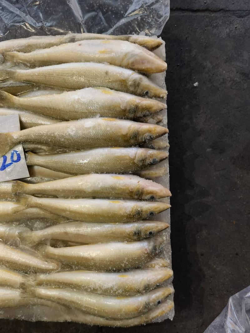 沙尖鱼金梭鱼批发水产海鲜冻品批发一手货源