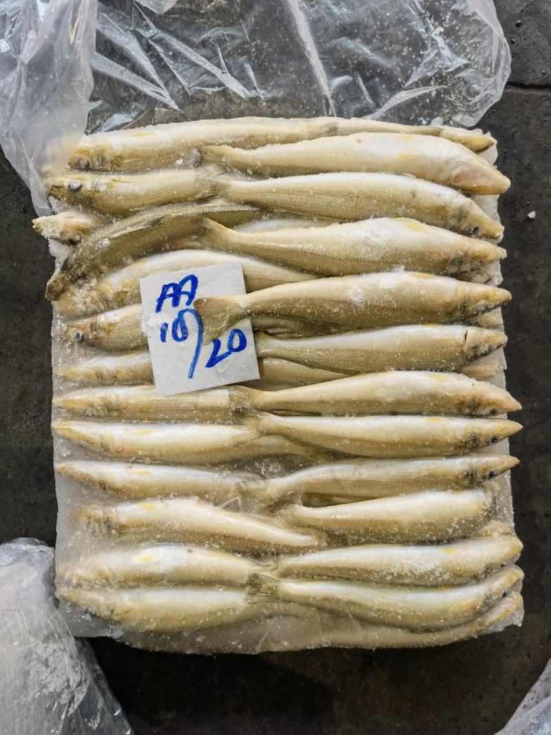 沙尖鱼金梭鱼批发水产海鲜冻品批发一手货源
