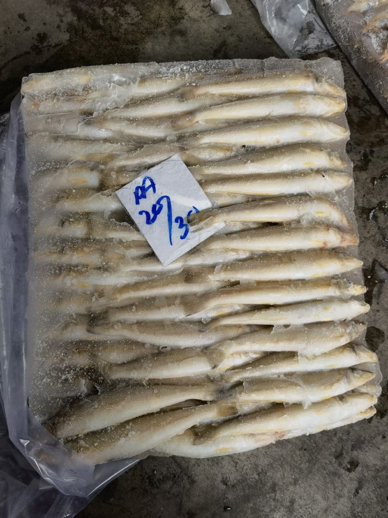 沙尖鱼金梭鱼批发水产海鲜冻品批发一手货源