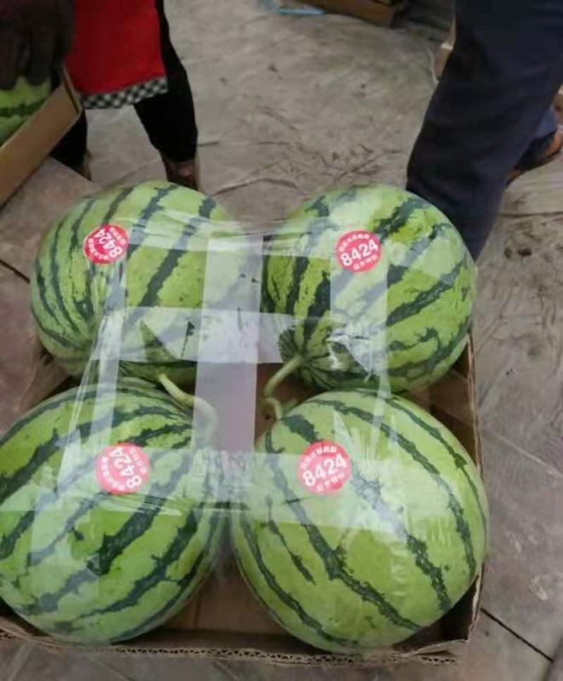【精品】河南夏邑麒麟8424西瓜**批发基地直发线上交易