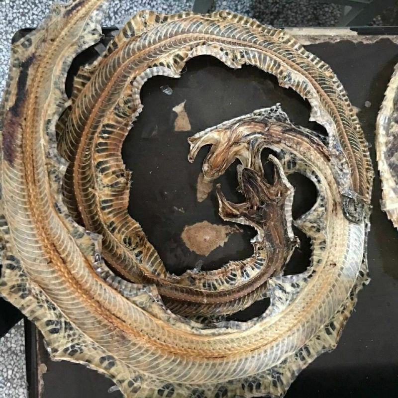 齐蛇蕲蛇全干净货去内脏质量优产地直发