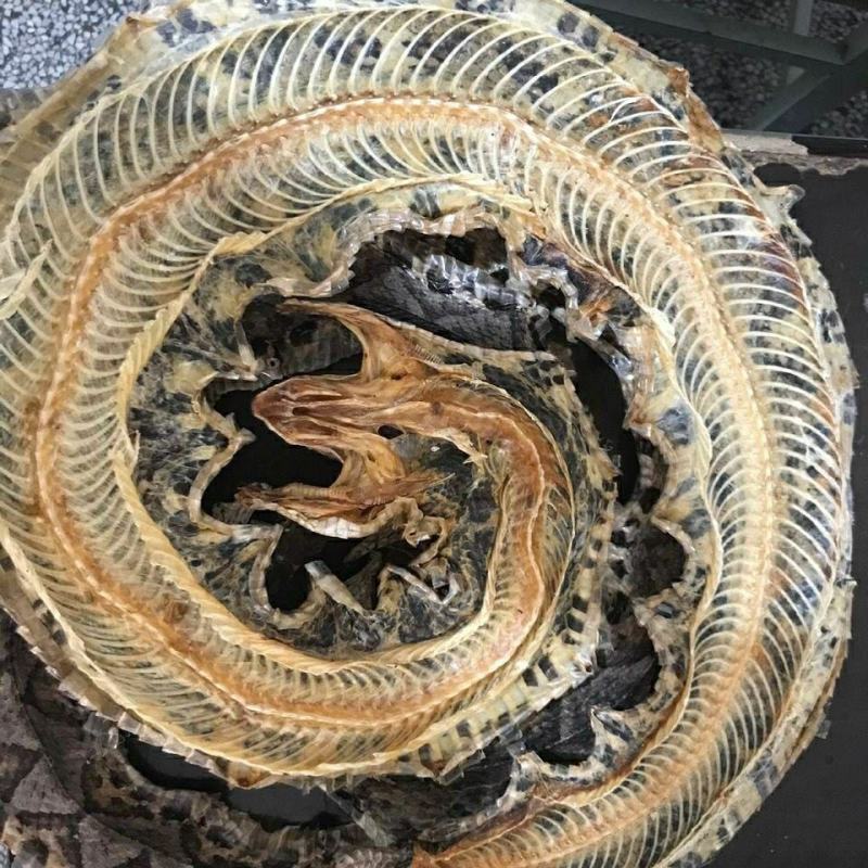 齐蛇蕲蛇全干净货去内脏质量优产地直发