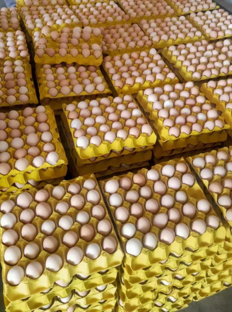土鸡蛋黑凤农三土鸡蛋，养殖场直接发货，货源稳定