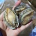 统货漂烫液氮单冻鲍鱼无冰衣不缩水