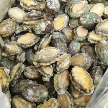 统货漂烫液氮单冻鲍鱼无冰衣不缩水