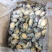 统货漂烫液氮单冻鲍鱼无冰衣不缩水