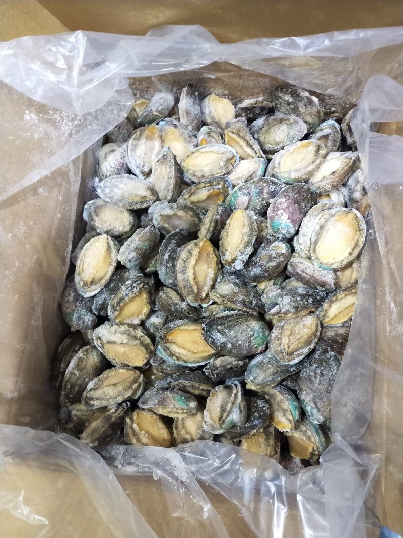 统货漂烫液氮单冻鲍鱼无冰衣不缩水