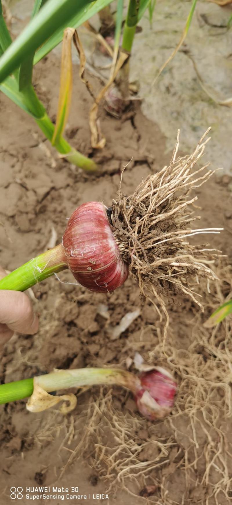 早熟蒜，把蒜鲜蒜头2021年。。。。。。。。
