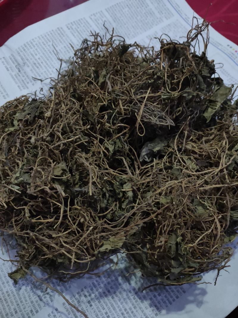 南细辛、杜衡、马蹄香精品药材基地，全国可供应