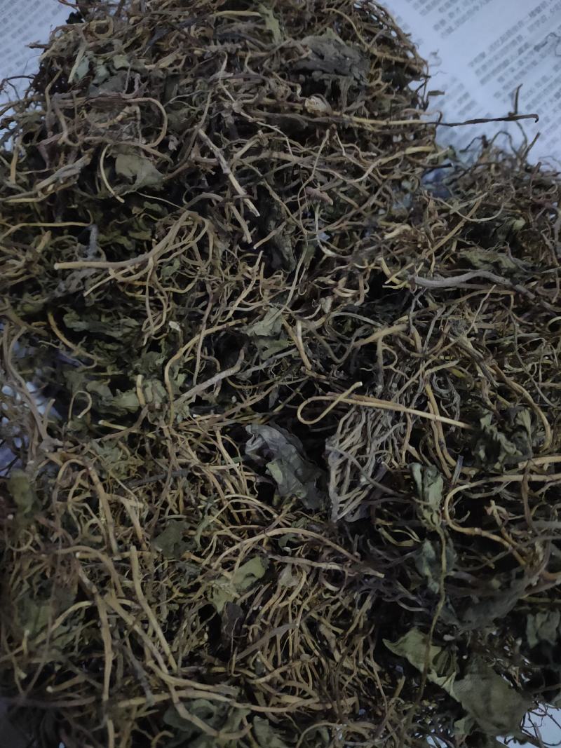 南细辛、杜衡、马蹄香精品药材基地，全国可供应
